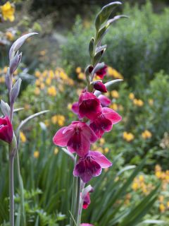 Glaïeul ou Gladiolus papilio Ruby 