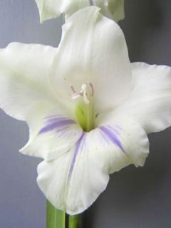 Glaïeul primulinus 'Angel Kisses'