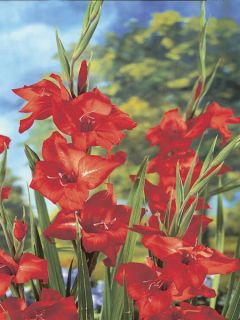 Glaieul ou Gladiolus Mirella
