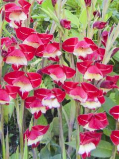 Glaïeul 'Laura Jay'