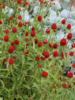 Graine de Gomphrena haageana - Amarantine Strawberry Fields