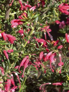 Grevillea Poorinda Rondeau - Grévillier Grevillea Poorinda Rondeau - Grévillier