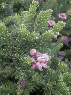 Grevillea lanigera Mount Tamboritha - Grévilléa laineux.