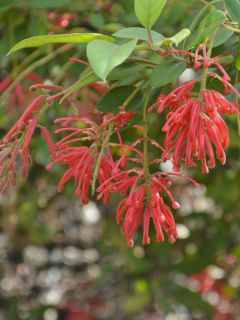 Grévillier rhyolitica Grévillier rhyolitica