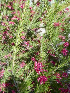 Grevillea rosmarinifolia - Grévilléa à feuilles de romarin Grevillea rosmarinifolia - Grévilléa à feuilles de romarin