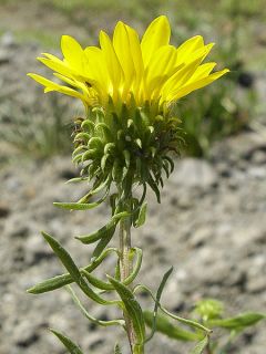 Grindelia camporum