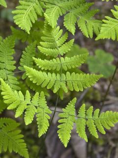 Gymnocarpium dryopteris - Fougère couvre-sol