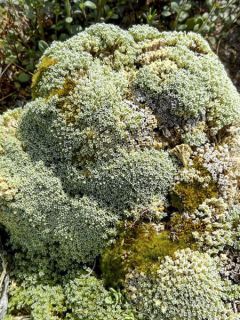 Gypsophile aretioïdes