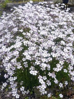 Gypsophile tenuifolia