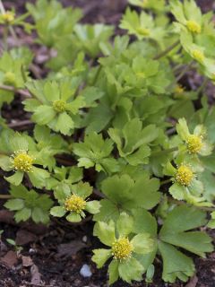 Hacquetia epipactis
