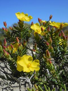 Halimium commutatum - Halime transformé.