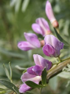 Halimodendron halodendron - Caragana argenté Halimodendron halodendron - Caragana argenté