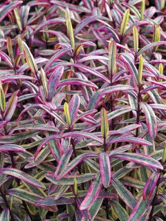 Hebe Jewel of the Nile - Véronique arbustive