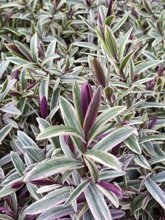 Hebe Lady Ann - Véronique arbustive