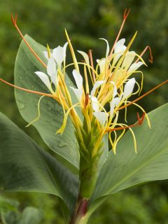 Hedychium ellipticum - Longose