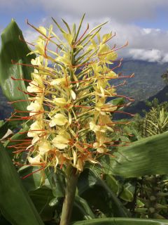 Gingembre d'ornement gardnerianum