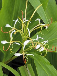 Hedychium spicatum