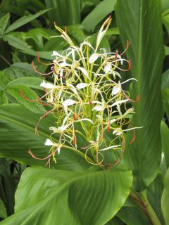Hedychium yunnanense