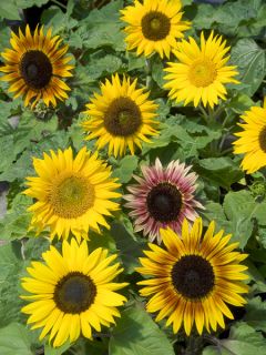 Soleil, Tournesol 'Paquito'