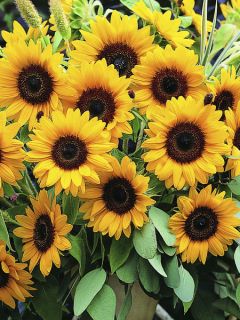 Tournesol Sunrich Orange F1 - Helianthus annuus