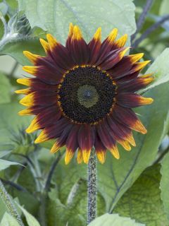 Tournesol Schock-o-Lat F1 Hybrid 