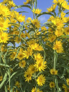 Graines de soleil de Maximilien Medecine Creek - Helianthus Maximiliani