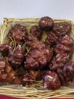 Topinambour Nain - Helianthus tuberosus