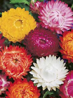 Immortelle à bractées 'Moreska'