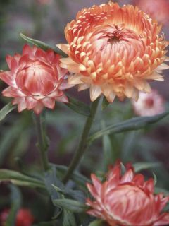 Immortelle à bractées 'Double Saumon'