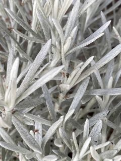 Immortelle à odeur de curry 'Korma'