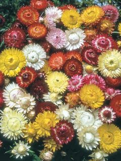 Graines d'Helichrysum monstrosum Bright Bikini Mixed - Immortelle à bractées en mélange