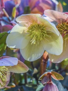 Hellébore ballardiae Maestro