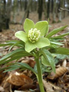 Héllébore dumetorum