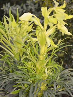 Hellébore fétide 'Yellow'