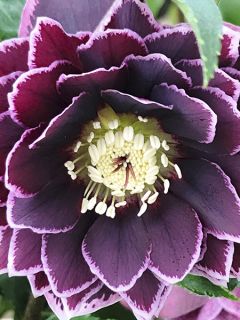 Hellébore orientale Double Aubergine liseré Blanc