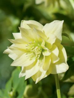 Hellébore orientale Double Jaune