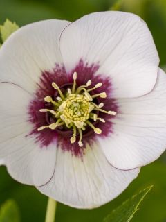 Hellébore orientale Blanc à centre Rouge