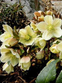 Hellebore ericsmithii