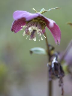 Hellébore orientale abchasicus