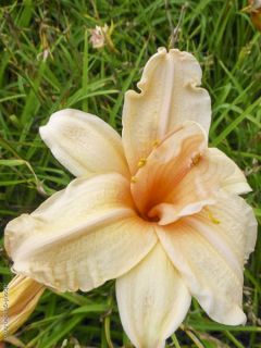 Hémérocalle Double Dream