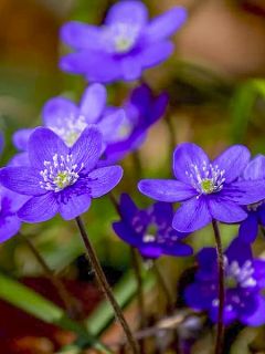 Hepatica nobilis Purple Forest - Anémone hépatique