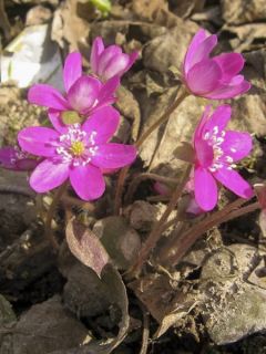 Hepatica nobilis Red Forest - Anémone hépatique