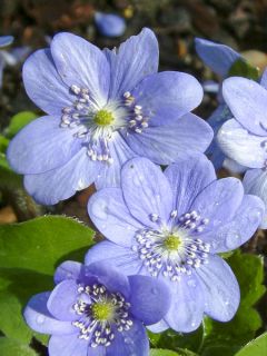 Hepatica transsilvanica Blue Jewel, Anémone Hépatique