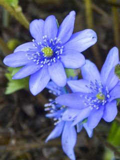 Hepatica transsilvanica De Buis, Anémone Hépatique