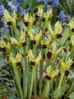 Hermodactylus tuberosus