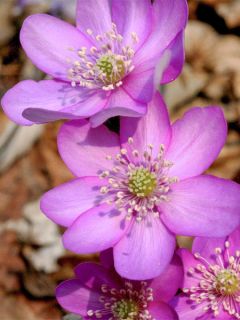 Hepatica nobilis Rosea, Anémone Hépatique