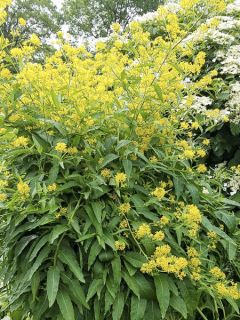 Hesperis lutea