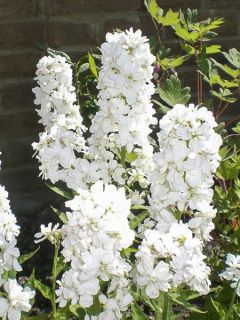 Julienne des jardins 'Alba Plena'
