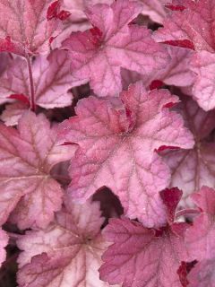 Heuchera Indian Summer Cranberry - Heuchère