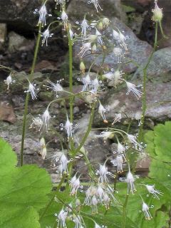 Heuchère, Heuchera parviflora var. nivalis